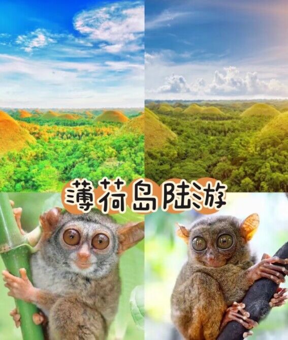 菲律賓薄荷島眼鏡猴