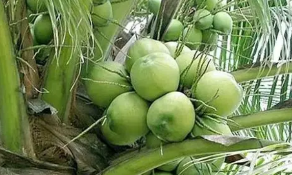 菲律賓碧瑤盛產哪些水果（哪些特產可以帶回國）